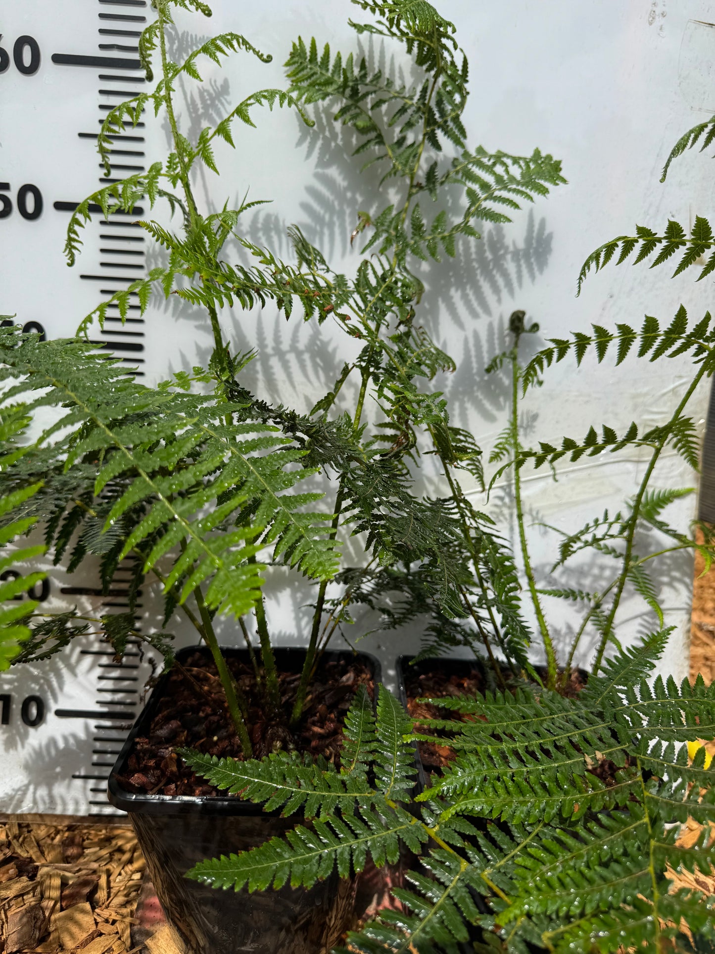 Cyathea australis, Alsophila australis