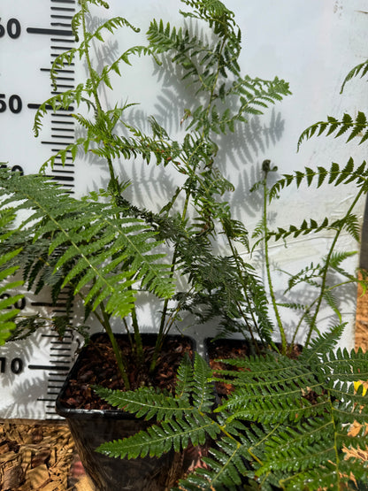 Cyathea australis, Alsophila australis