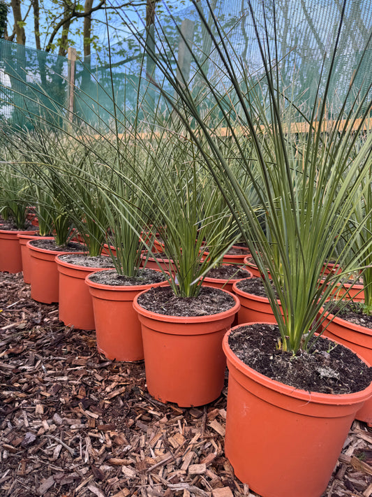 Dasylirion longissimum (syn. D. quadrangulatum) Mexican Grass Tree
