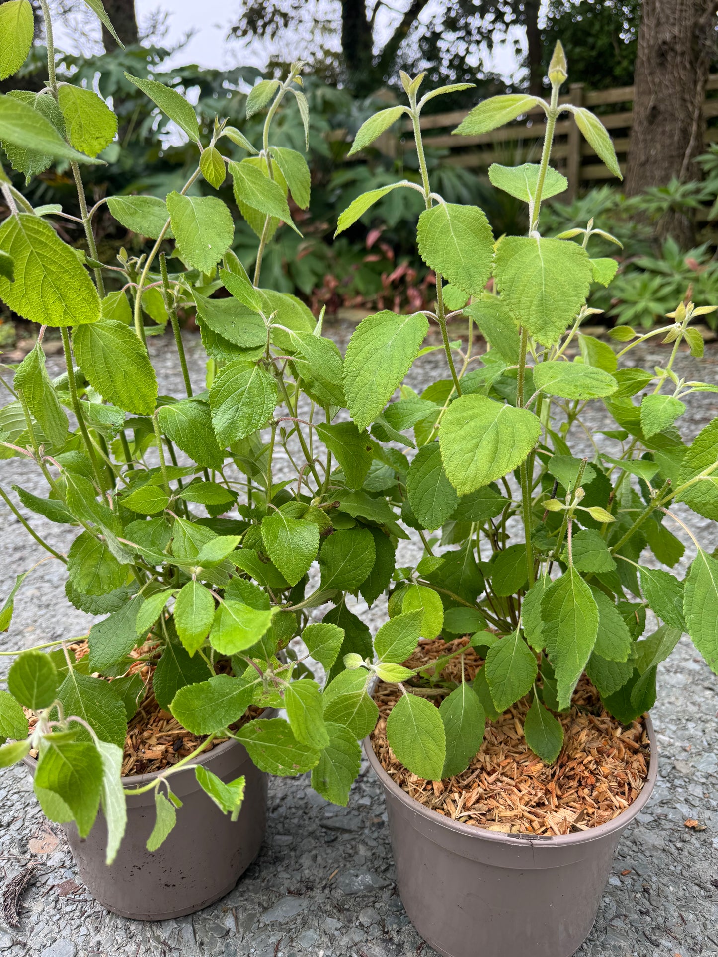 Colquhounia coccinea "Scarlet Mint Shrub"