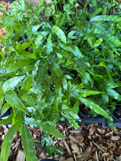 Pteris umbrosa- Jungle Brake Fern