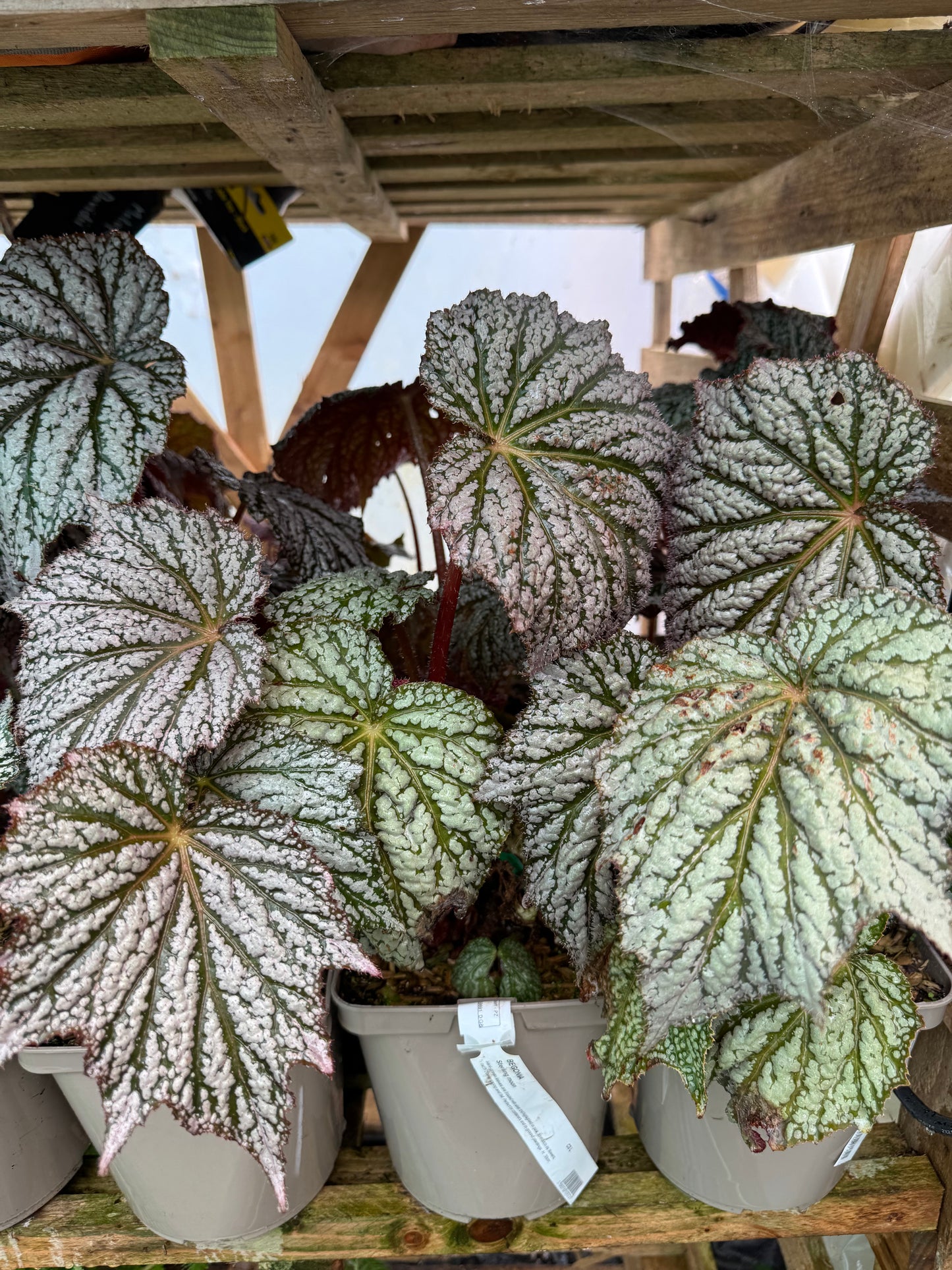 Begonia ‘Sterling Moon’