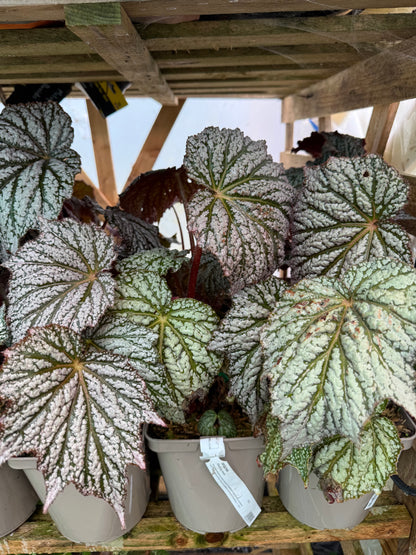 Begonia ‘Sterling Moon’