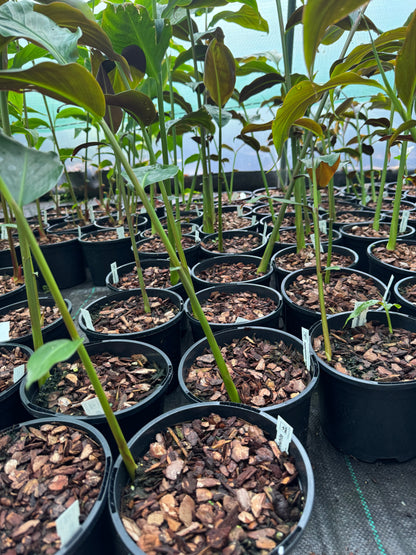 Hedychium ‘Mini White’ – Rare Dwarf Hardy Ginger