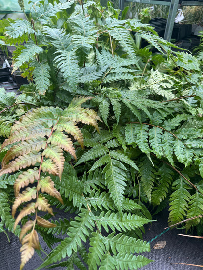 Woodwardia unigemmata (Jewelled Chain Fern)
