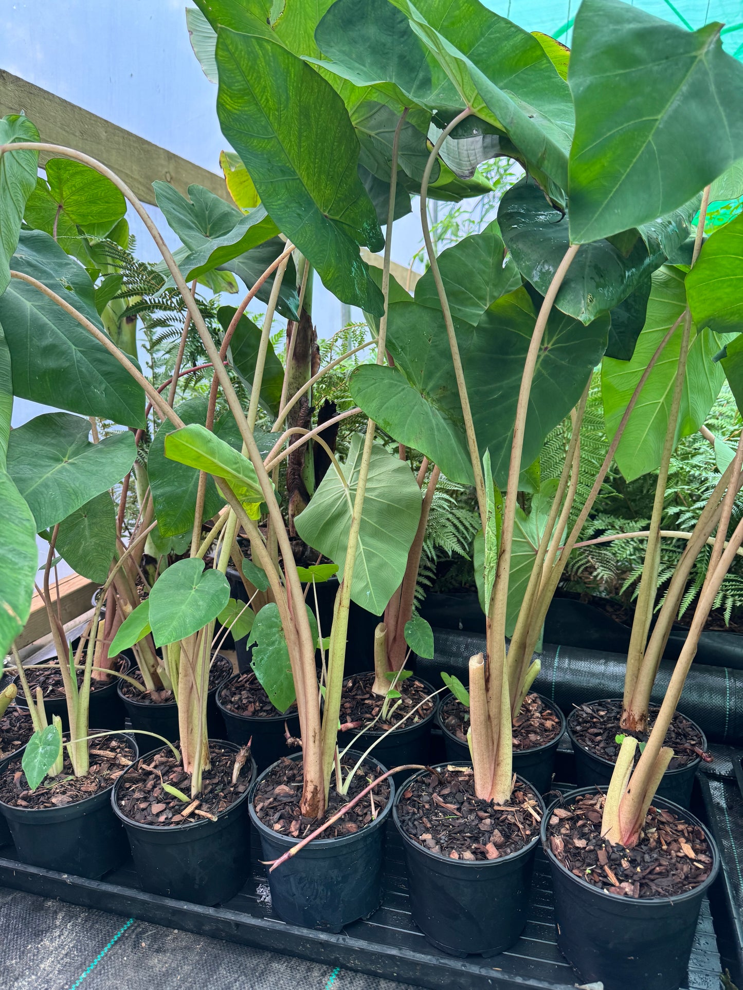 Colocasia ‘Pink China’