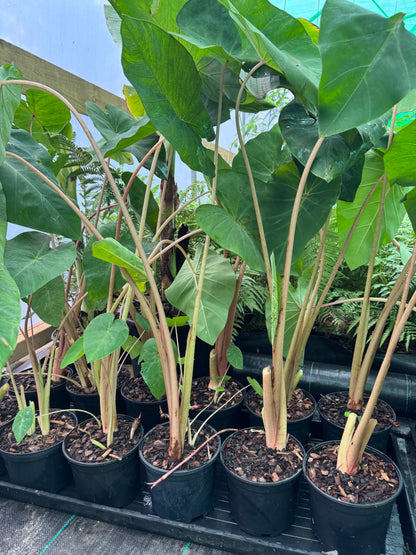 Colocasia ‘Pink China’