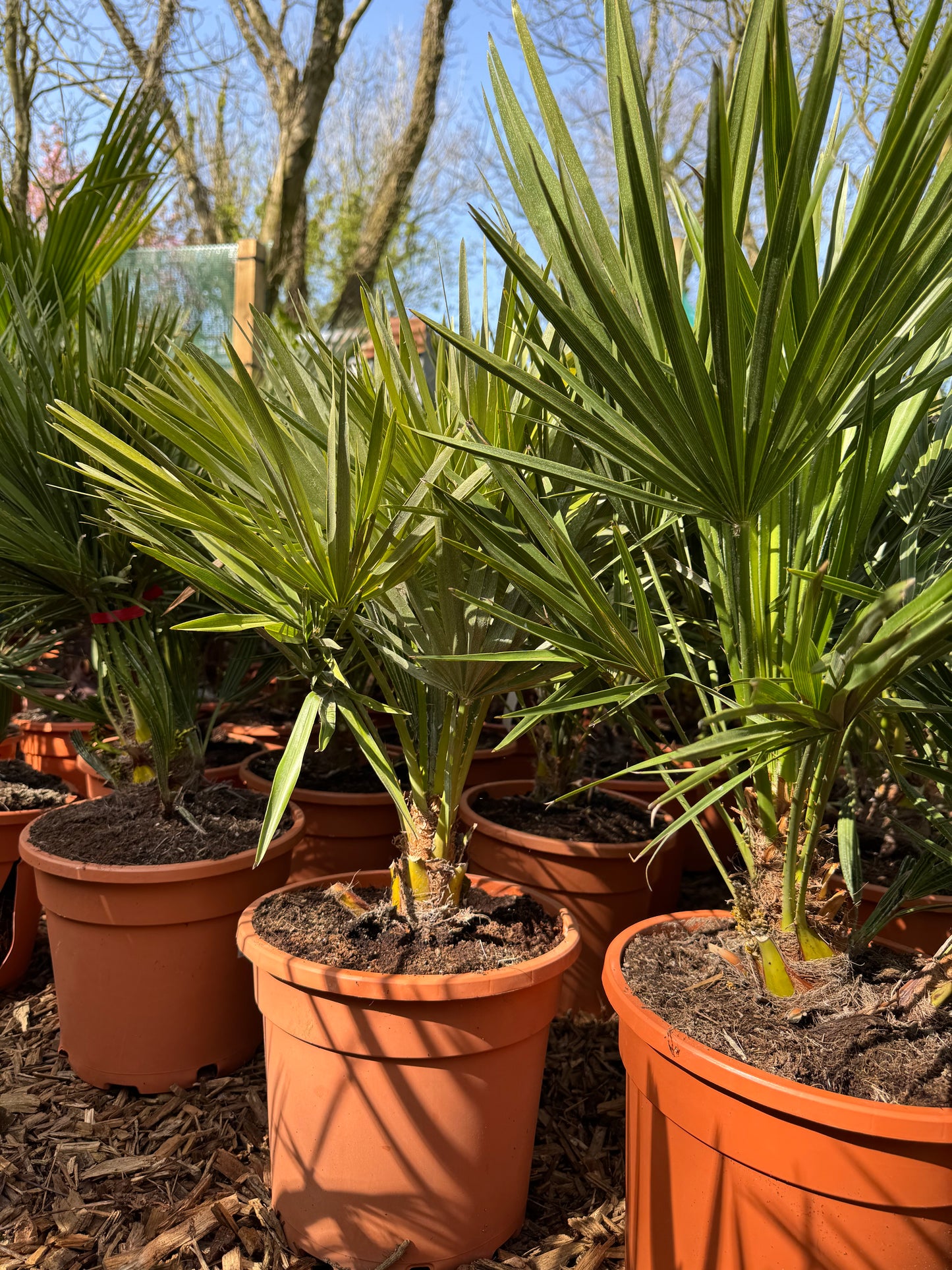Trachycarpus fortunei