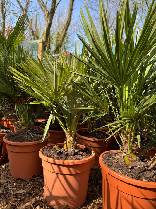 Trachycarpus fortunei