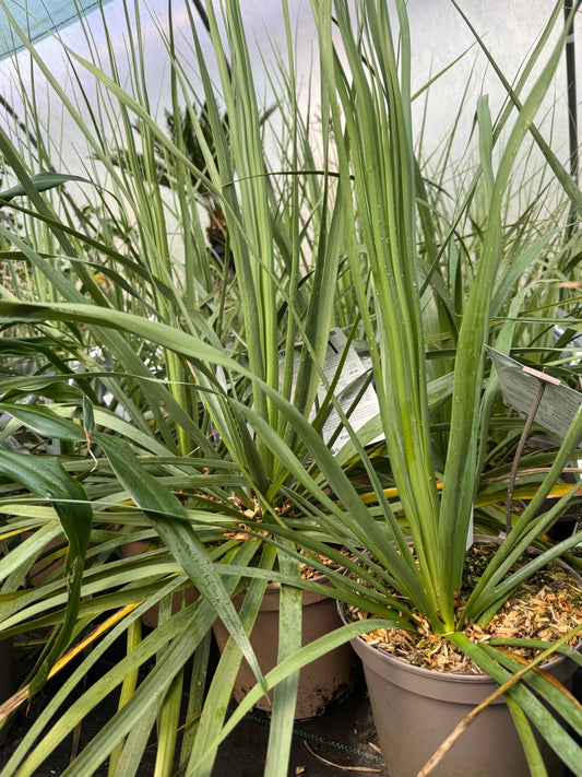Nolina nelsonii
