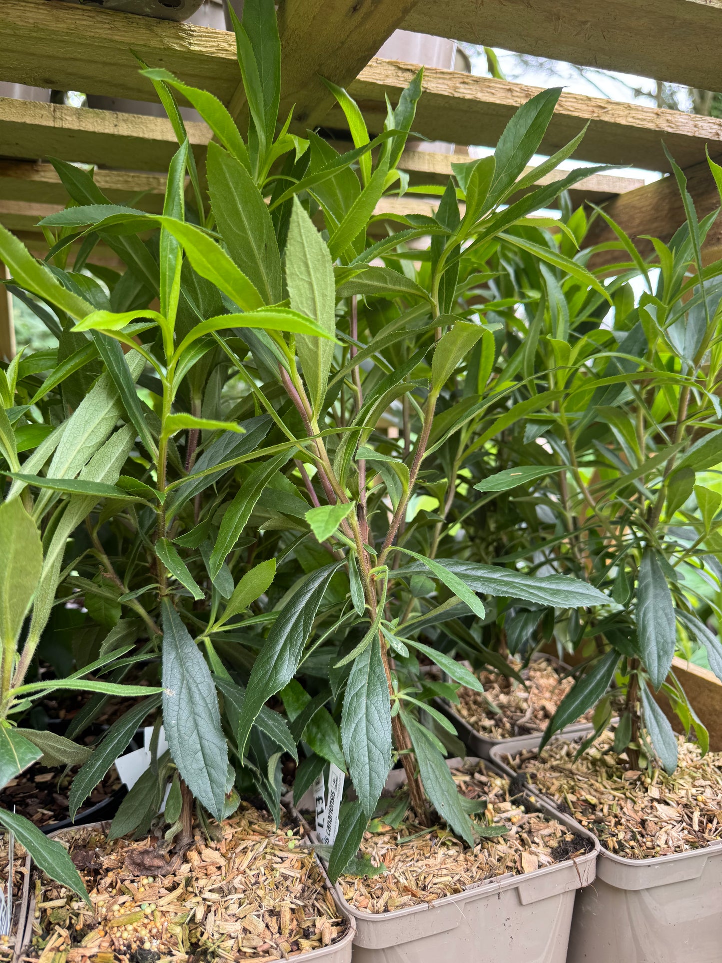 Isoplexis Canariensis large