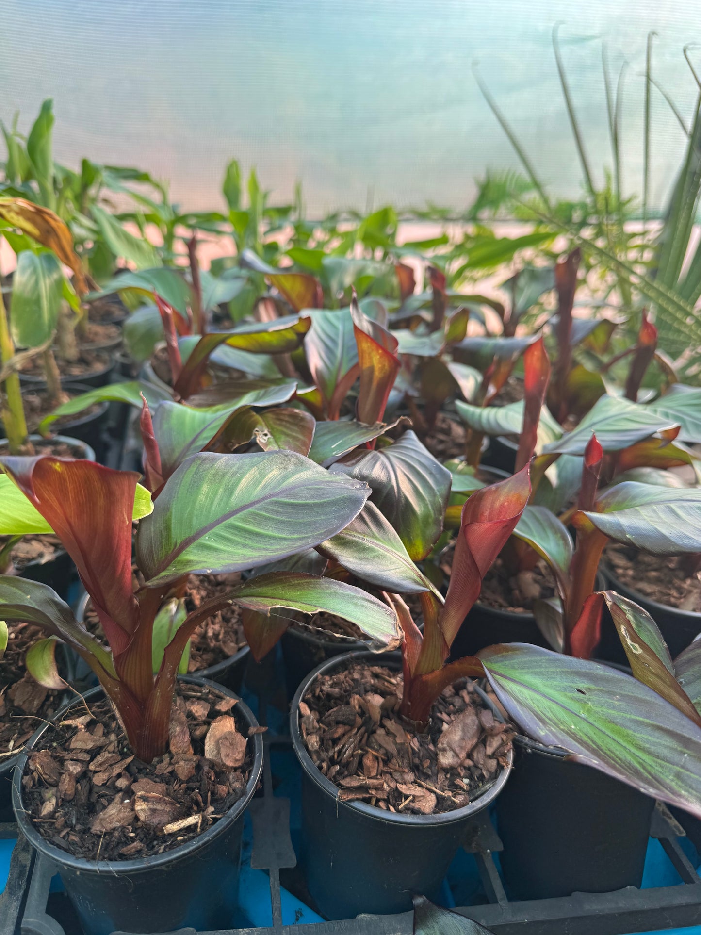 Ensete ventricosum maurelii 9cm