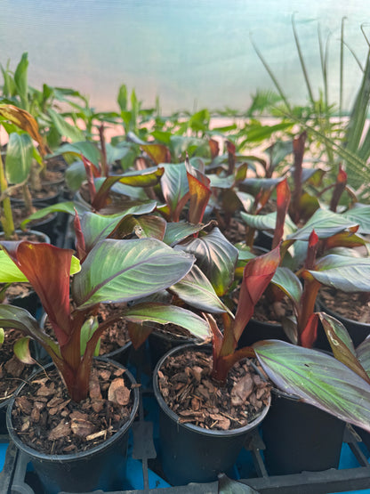 Ensete ventricosum maurelii 9cm