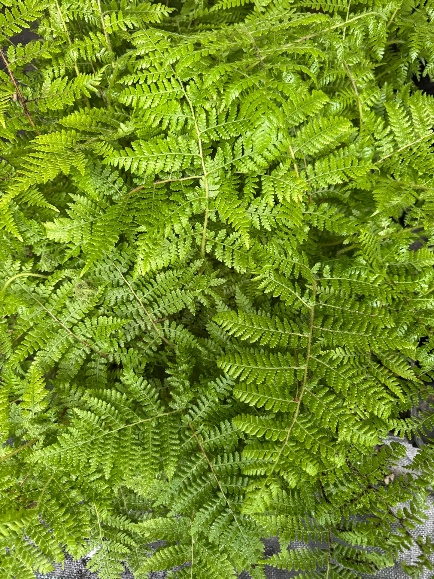 Cyathea medullaris 9cm pot