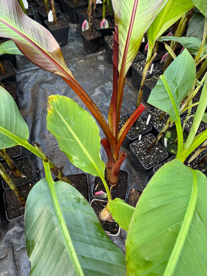 Exclusive Bare-Root Banana Bundle – Save £41.50!