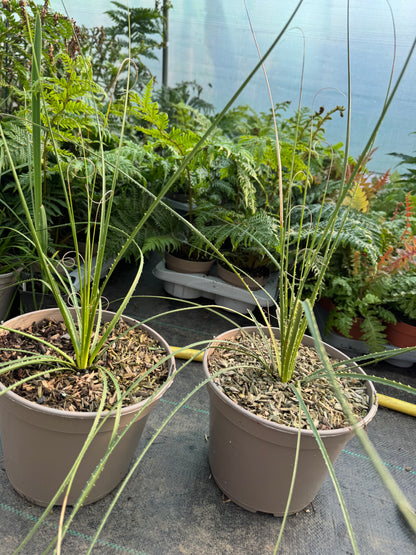 Dasylirion leiophyllum - Green Sotol