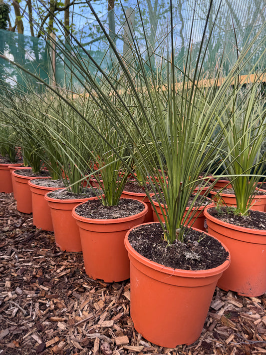 Dasylirion longissimum (syn. D. quadrangulatum) Mexican Grass Tree