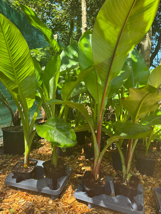Ensete ventricosum 'Hiniba' large