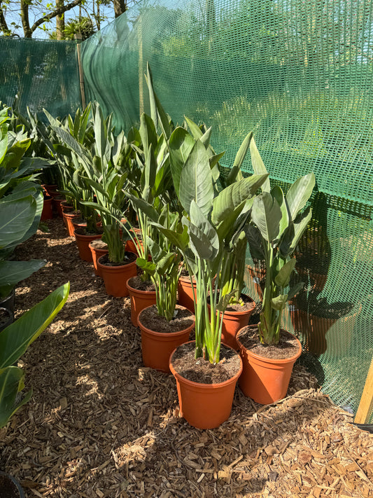 Strelitzia reginae large