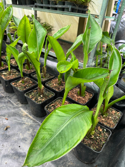 Ensete ventricosum 'Hiniba' medium