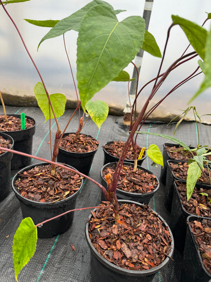 Schefflera macrophylla