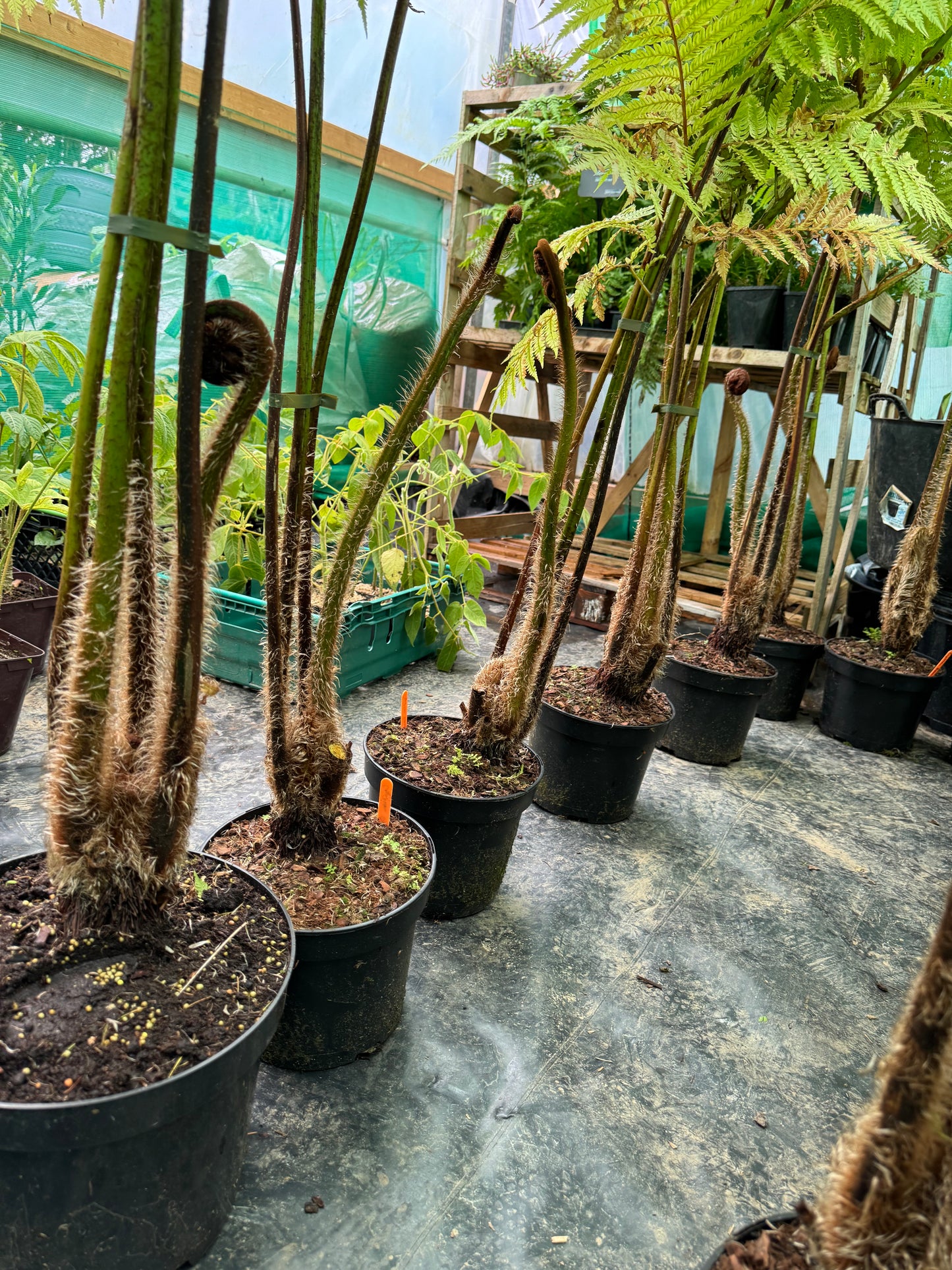 Cyathea Orange Giant