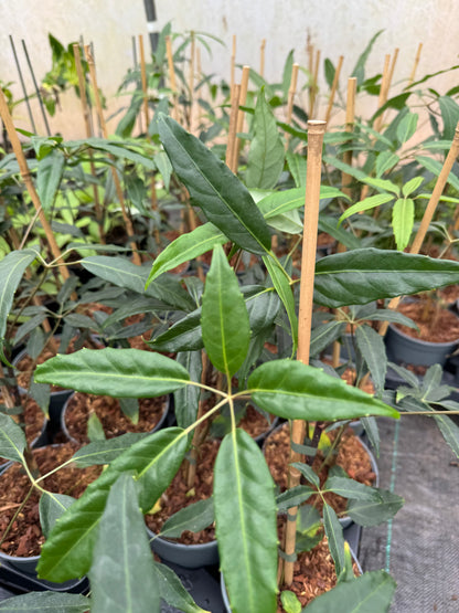 Schefflera alpina