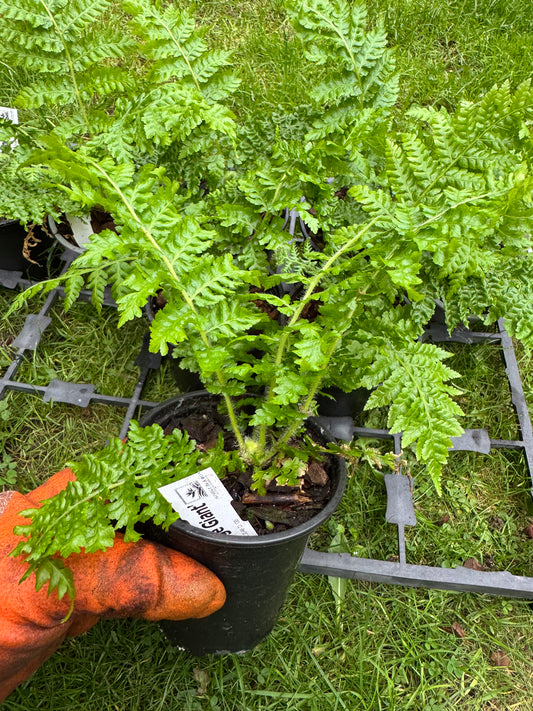 Cyathea orange giant 9cm