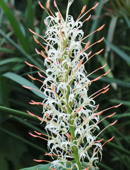 Hedychium gracile