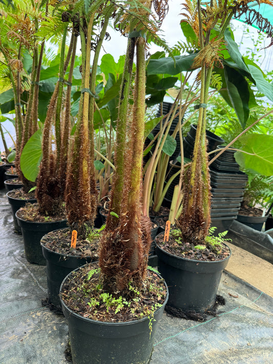 Cyathea atrox