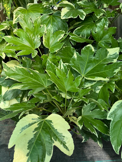 Fatsia japonica 'Variegata' large