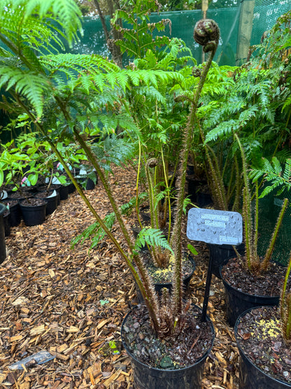 Cyathea cooperi sp dwarf red large