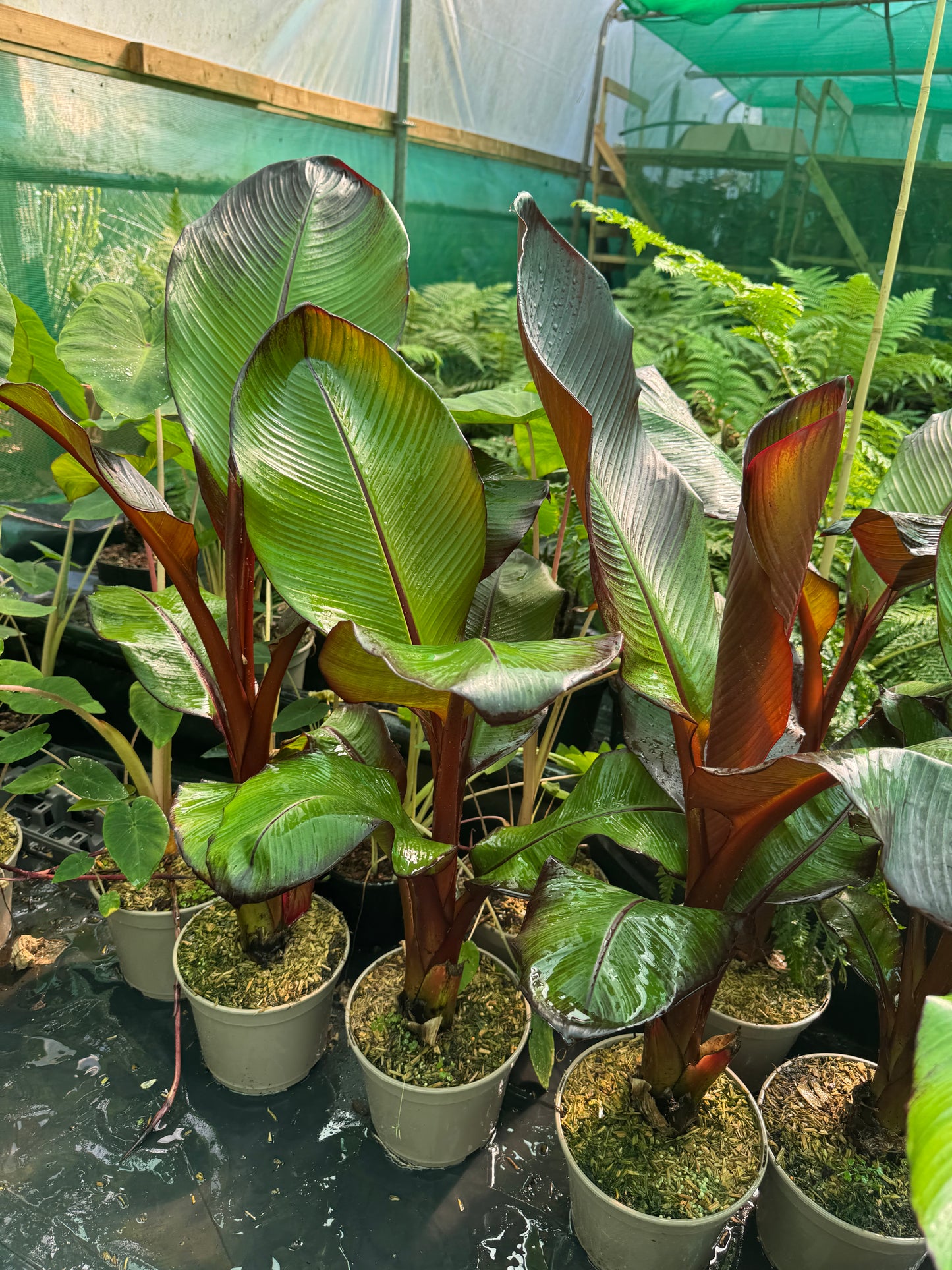 Ensete ventricosum maurelii (Large)