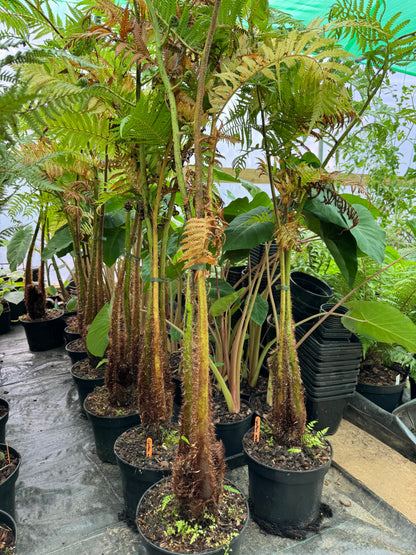 Cyathea atrox