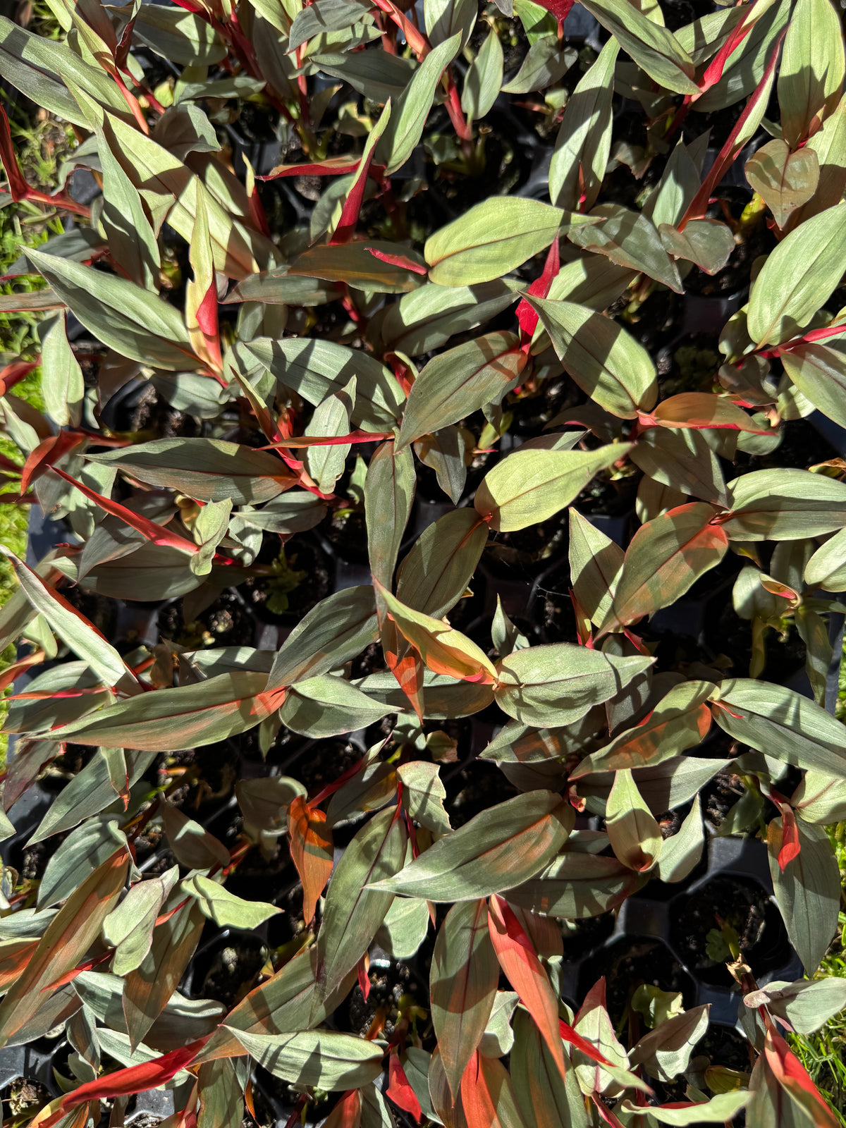 Alpinia luteocarpa 'Red Rubin' (Red Bamboo Ginger) – Plug Plant