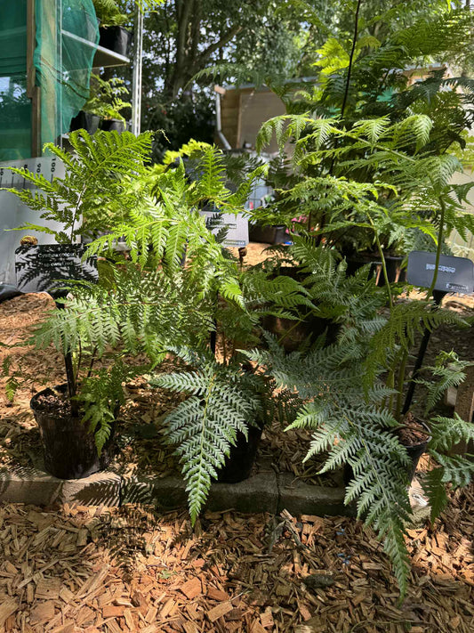Cyathea Tree Fern Collectors Triple pack