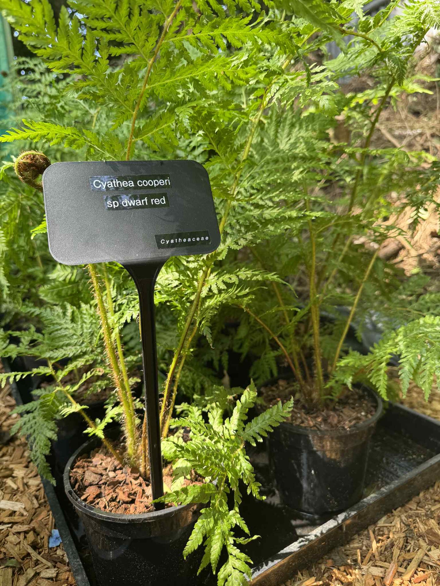 Cyathea Tree Fern Collectors Triple pack
