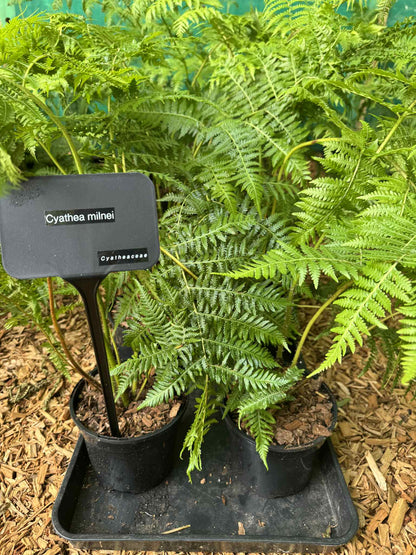 Cyathea Tree Fern Collectors Triple pack