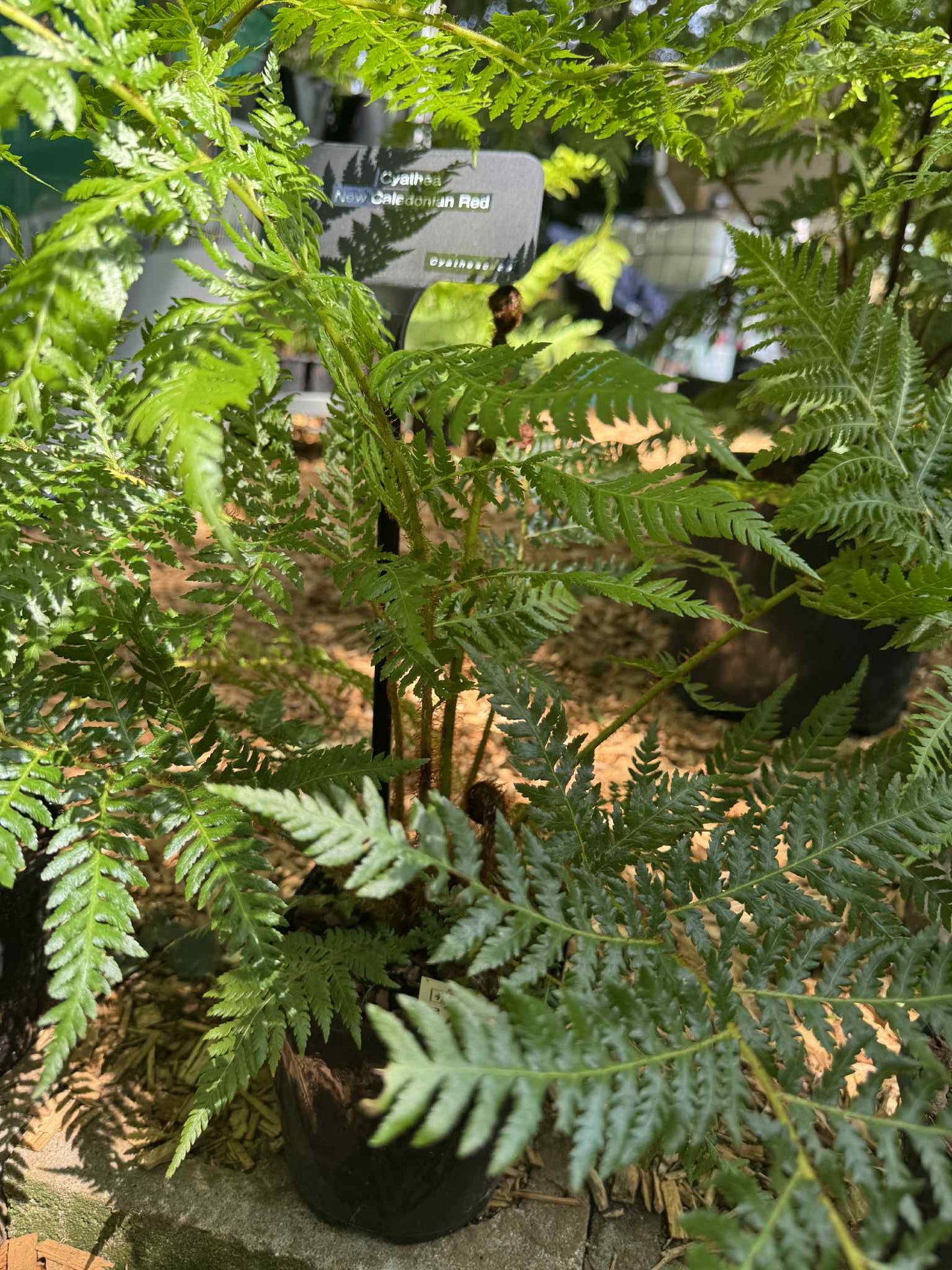 Cyathea Tree Fern Collectors Triple pack