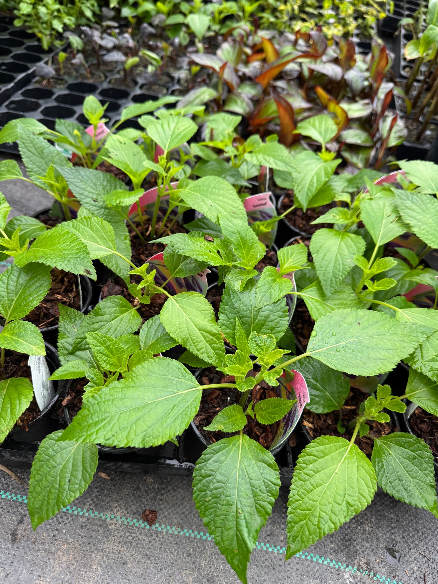 Salvia 'Amistad'