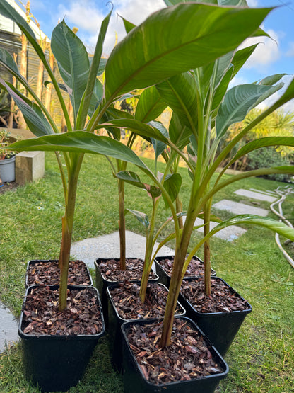 Musa Nono