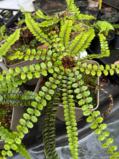 Blechnum fluviatile