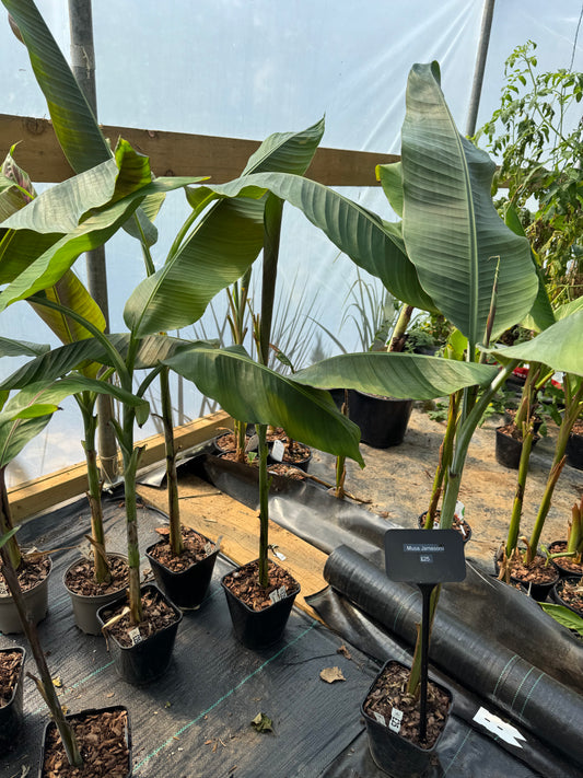 Musa sp Jamesonii