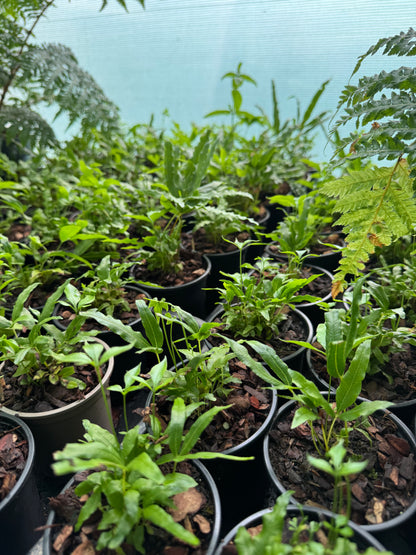 Pteris umbrosa- Jungle Brake Fern