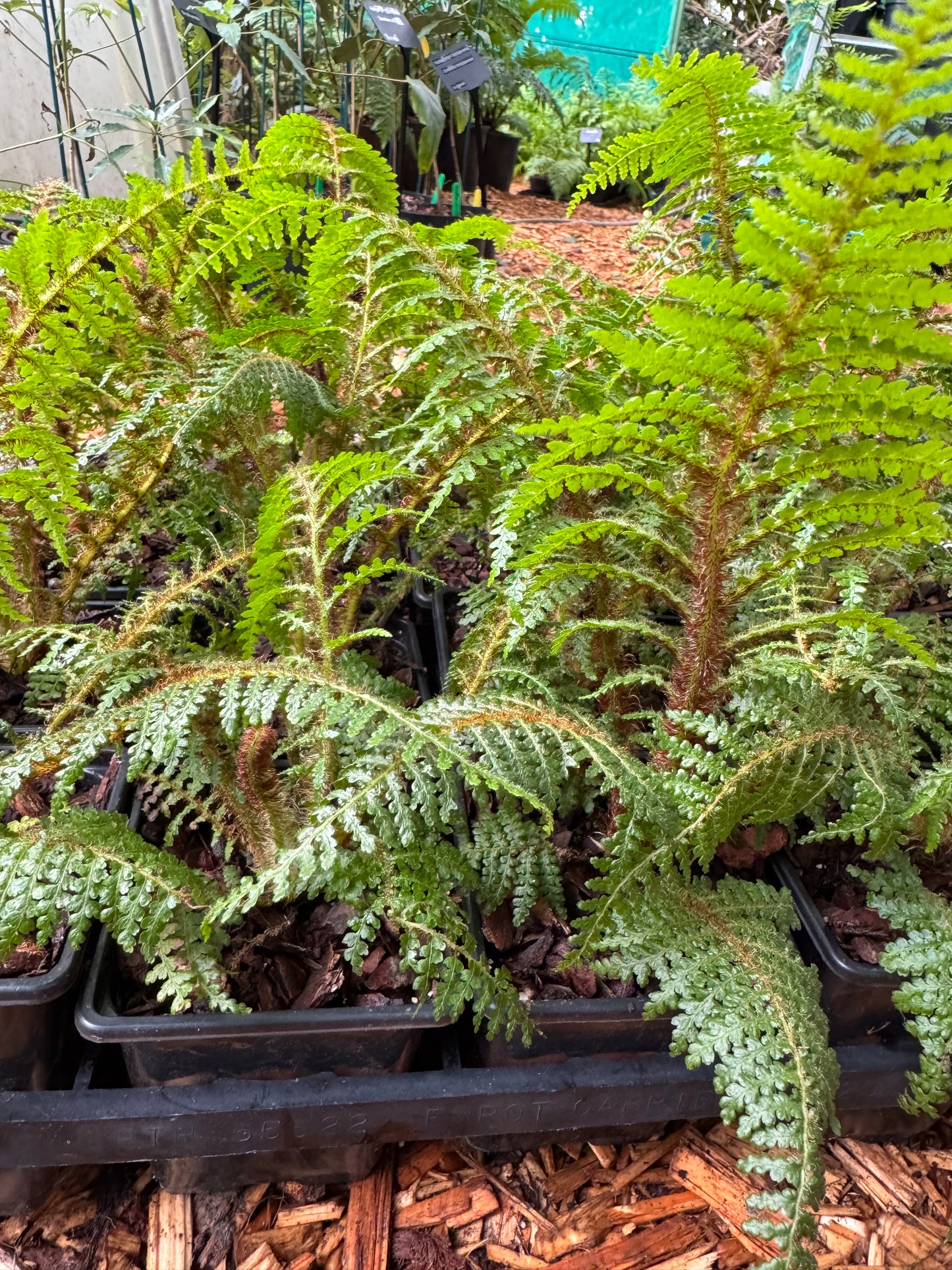 Cyathea Highland  Lace small.