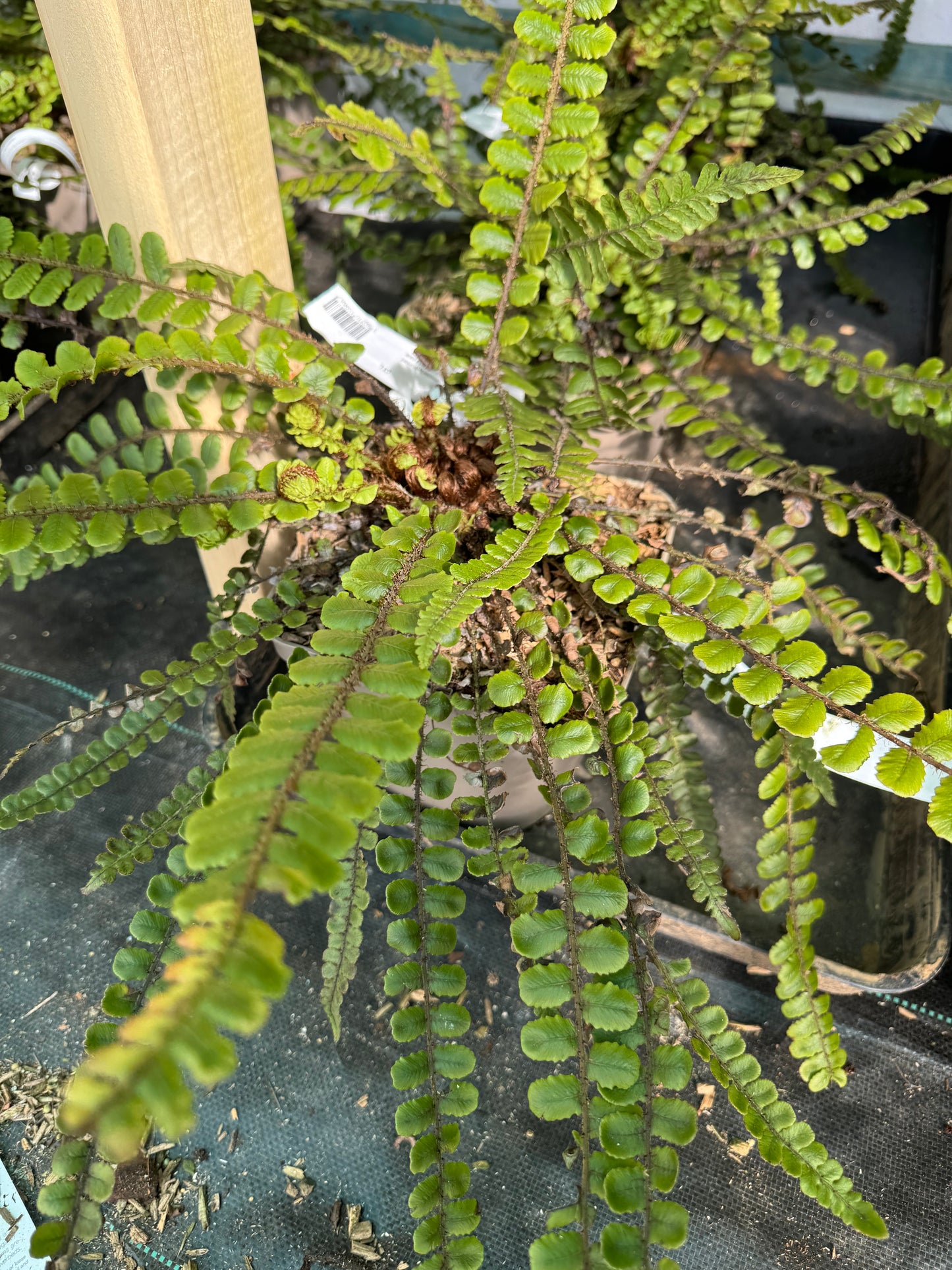 Blechnum fluviatile
