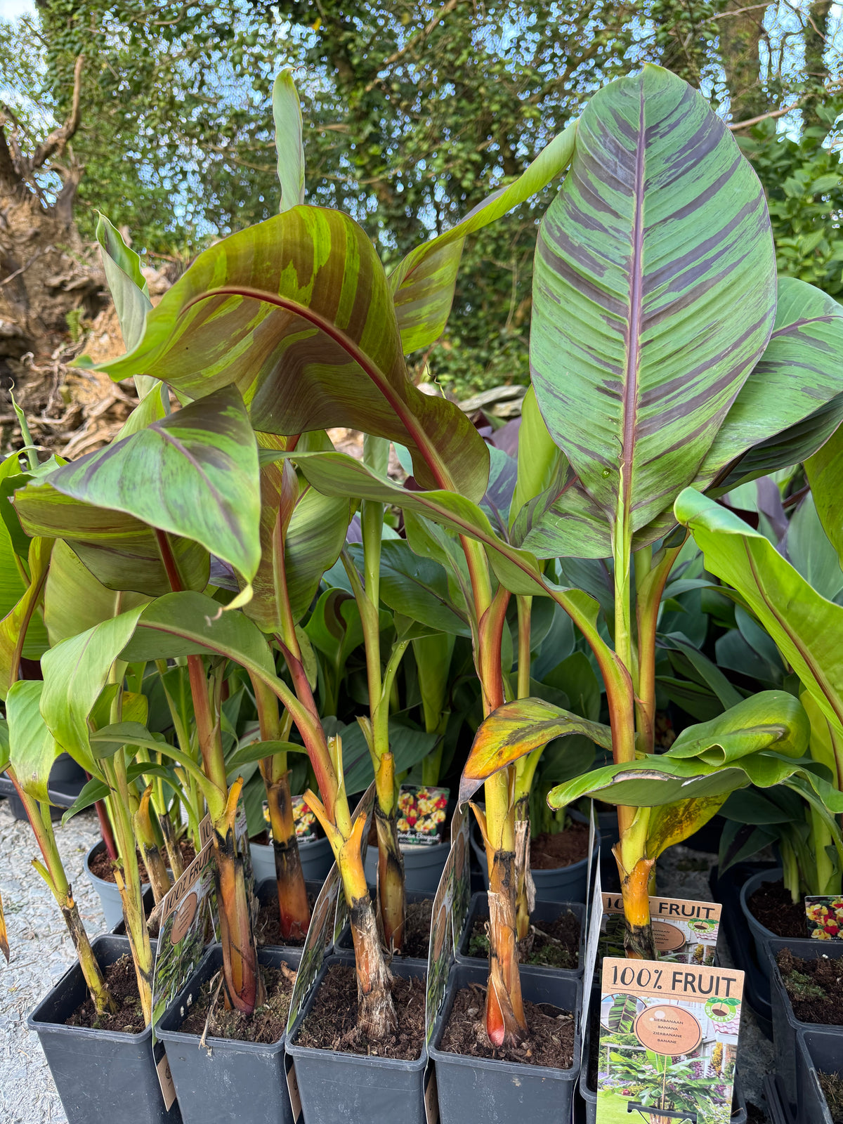 Musa Sikkimensis ‘Ever Red’ – Jungle in a Box
