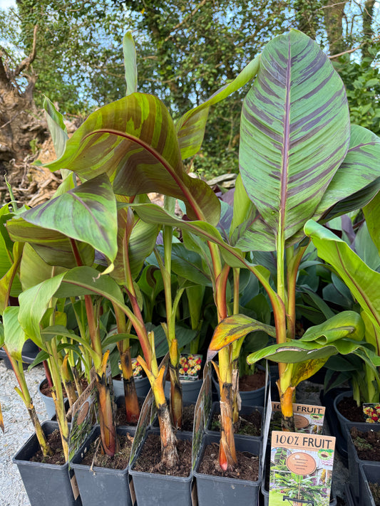 Musa Sikkimensis ‘Ever Red’