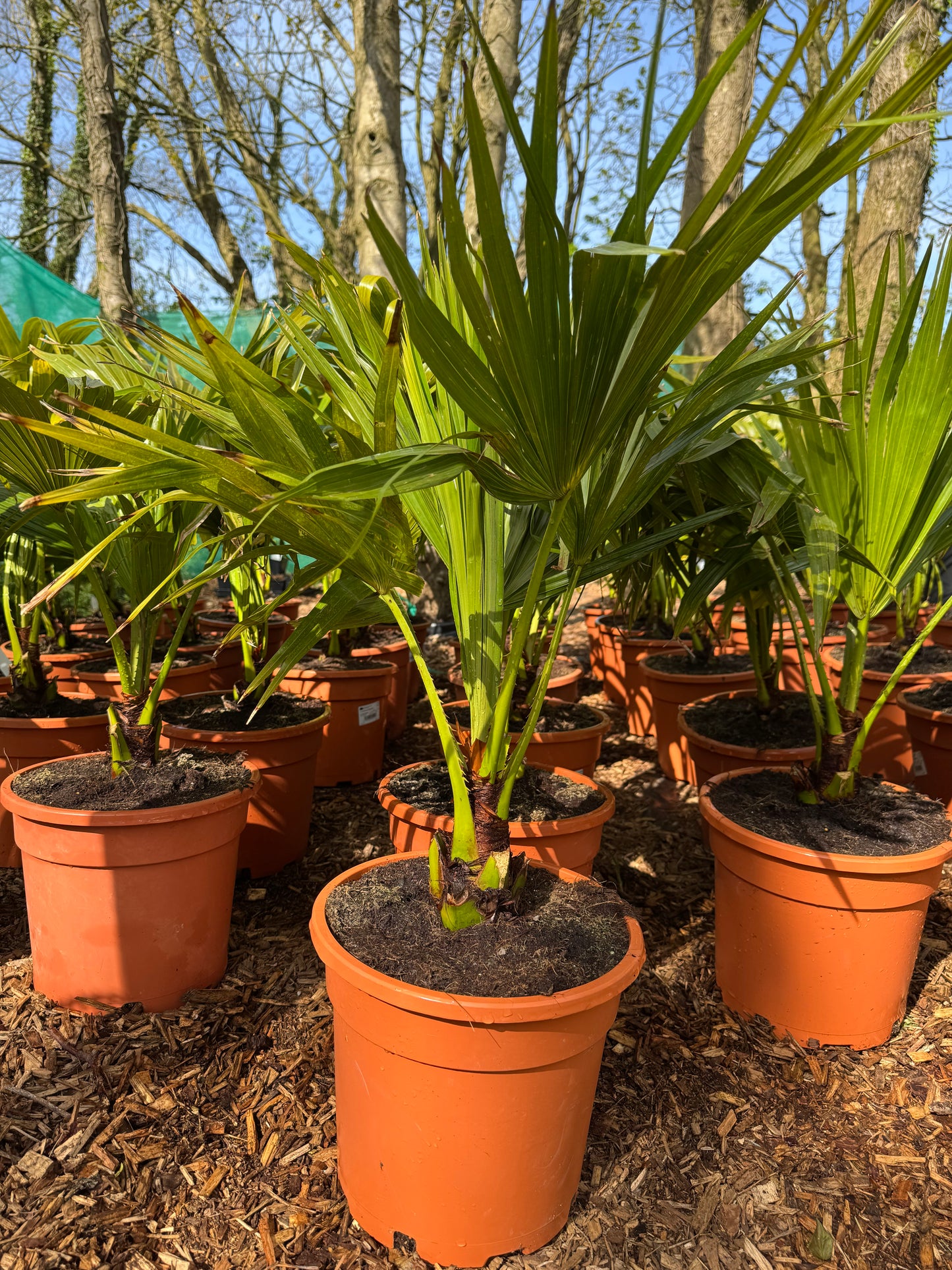 Livistona chinensis