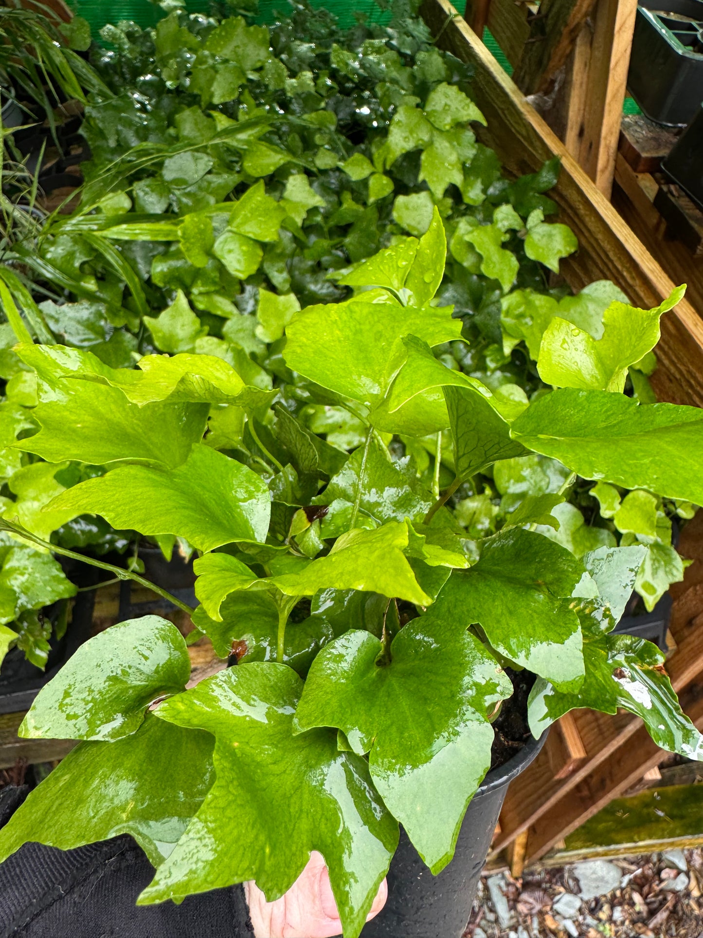 Cyrtomium fortunei